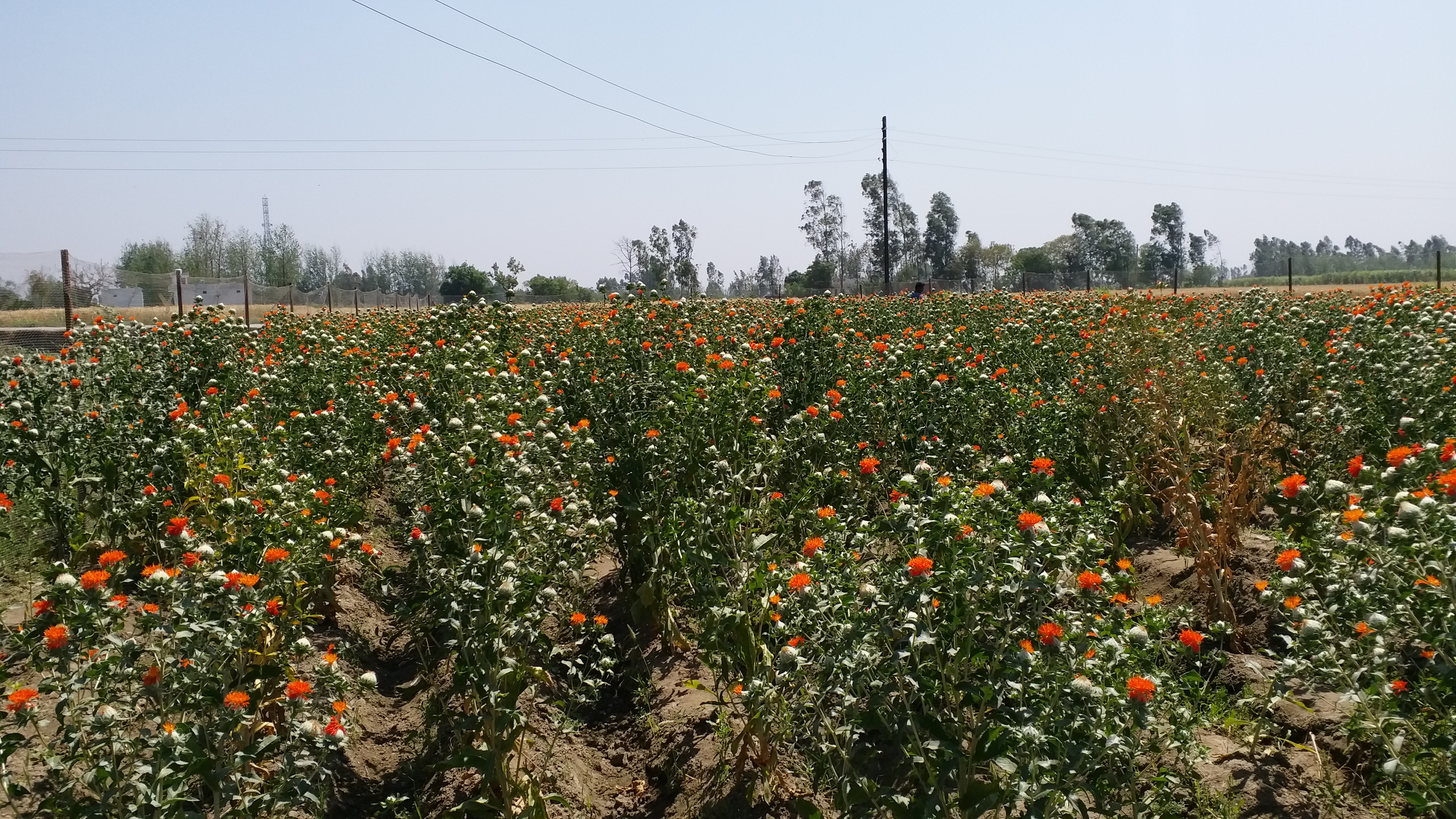 Saffron Cultivation News