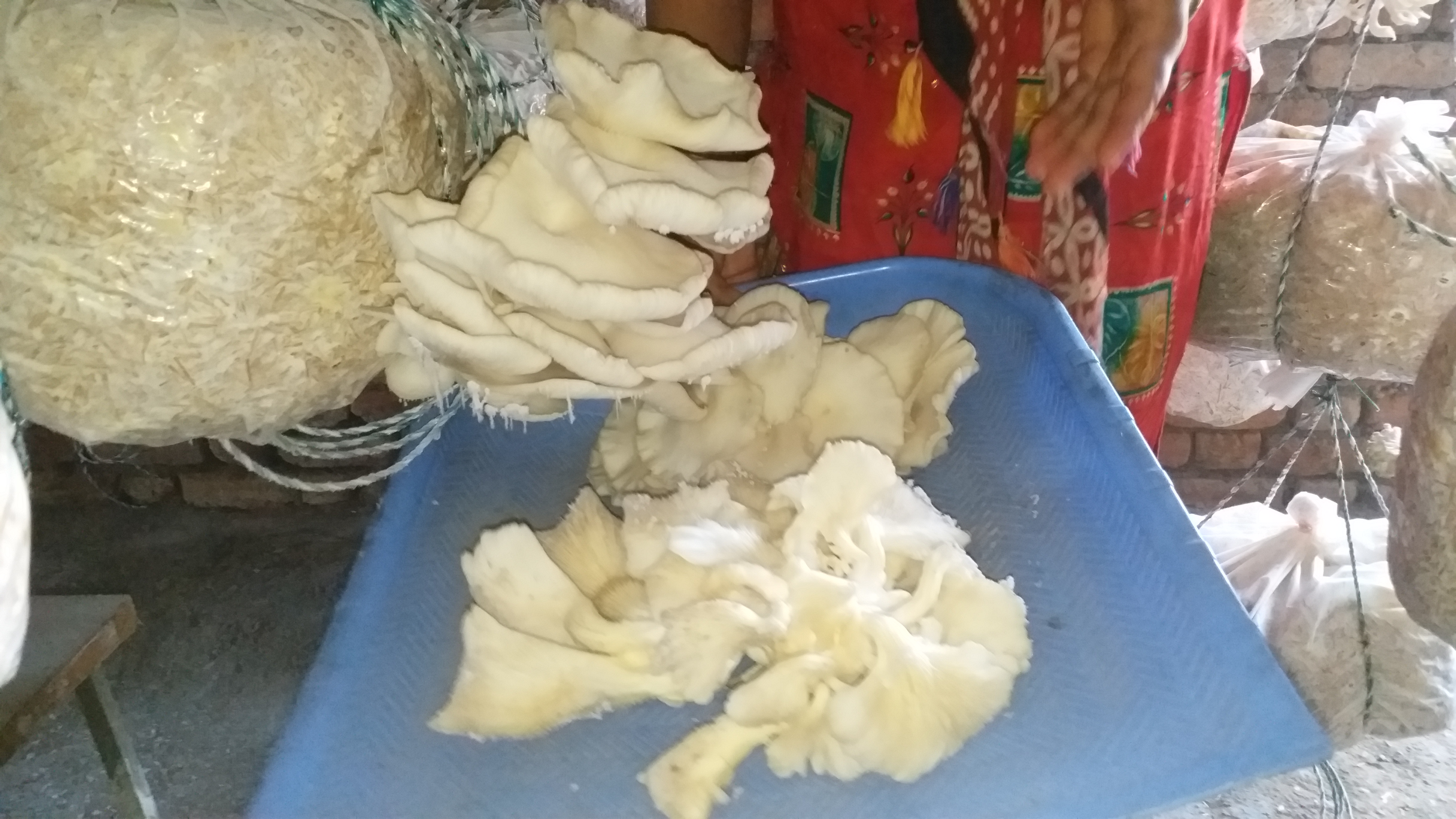 organic Oyster mushroom