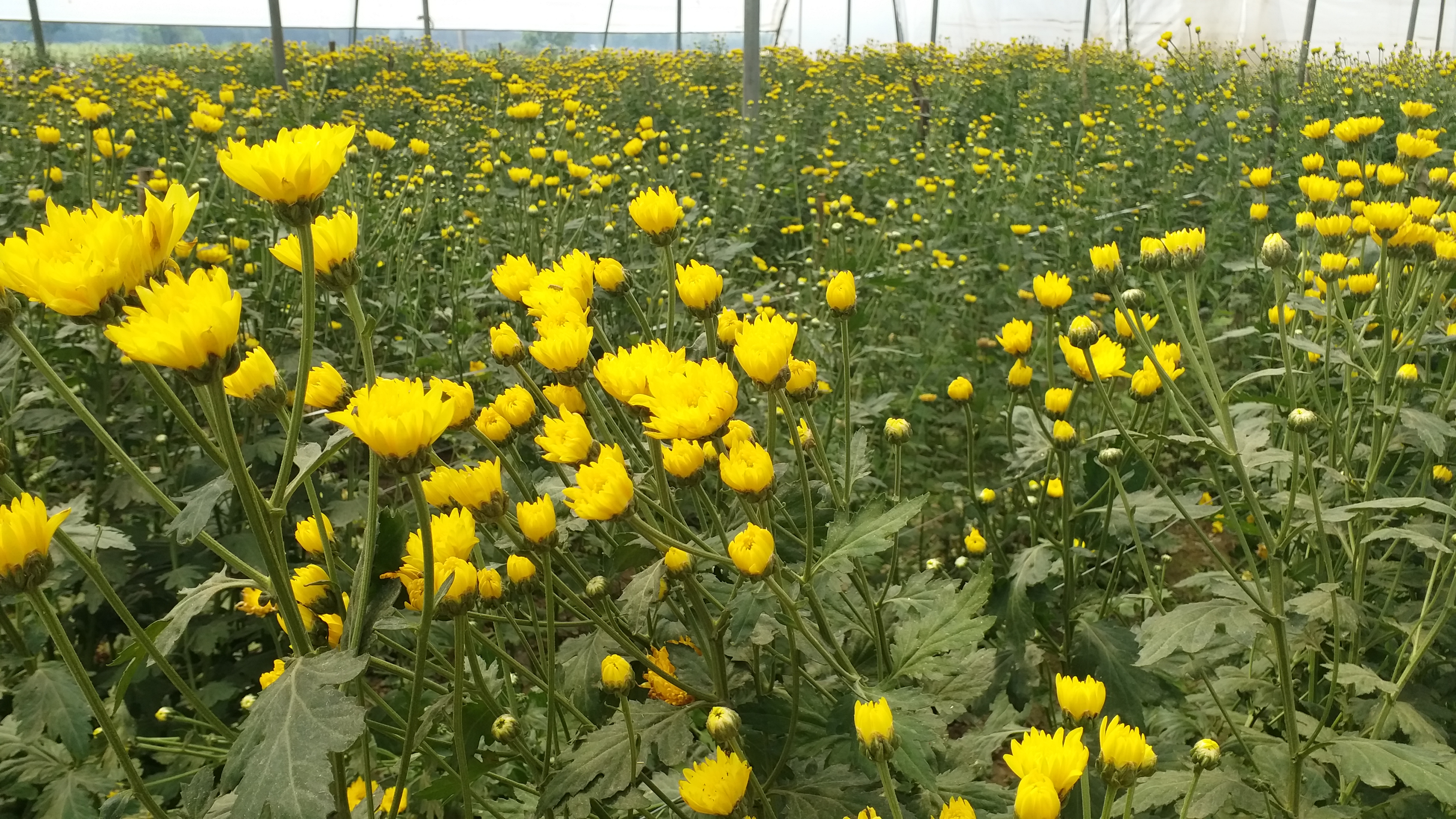 balveer singh cultivated flowers