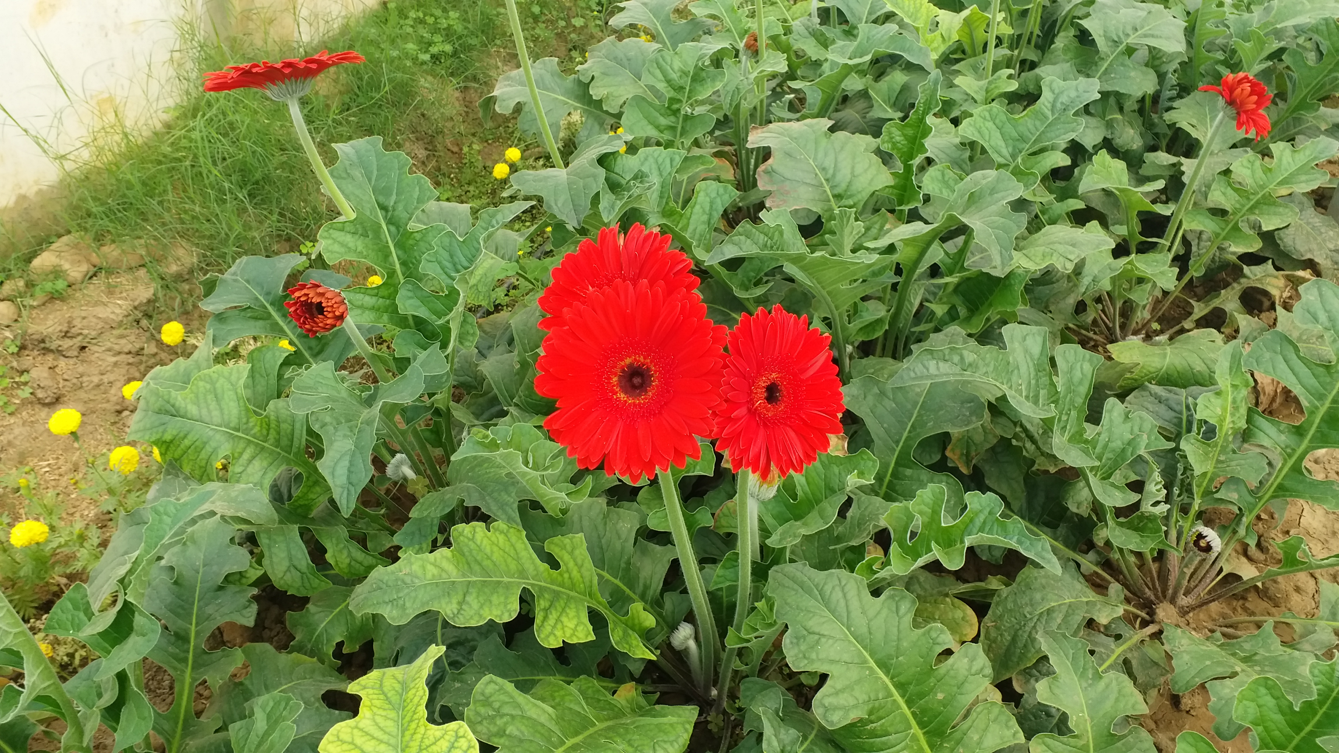 balveer singh cultivated flowers