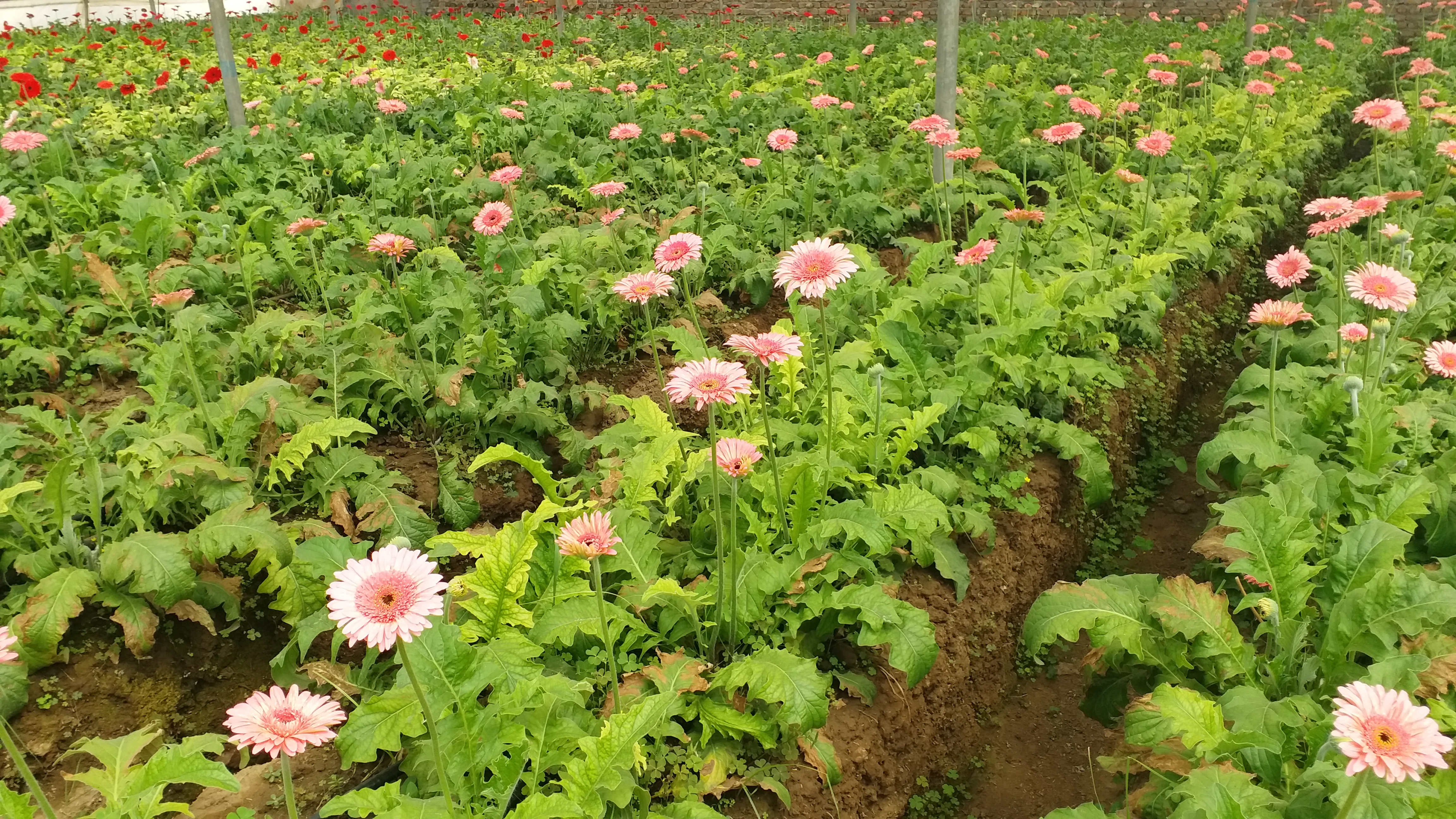 balveer singh cultivated flowers