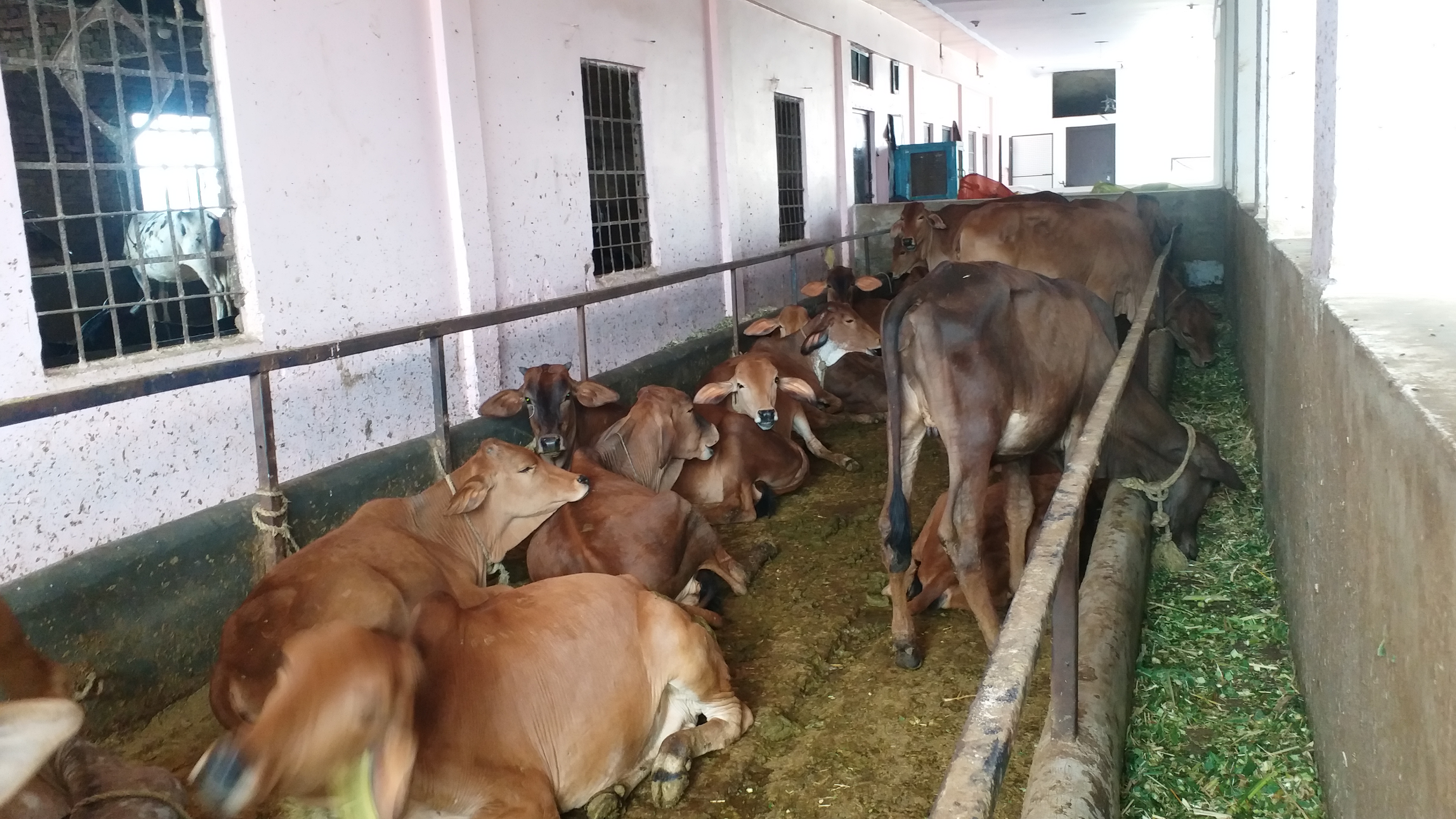 गो सेवा आश्रम में चारे का संकट