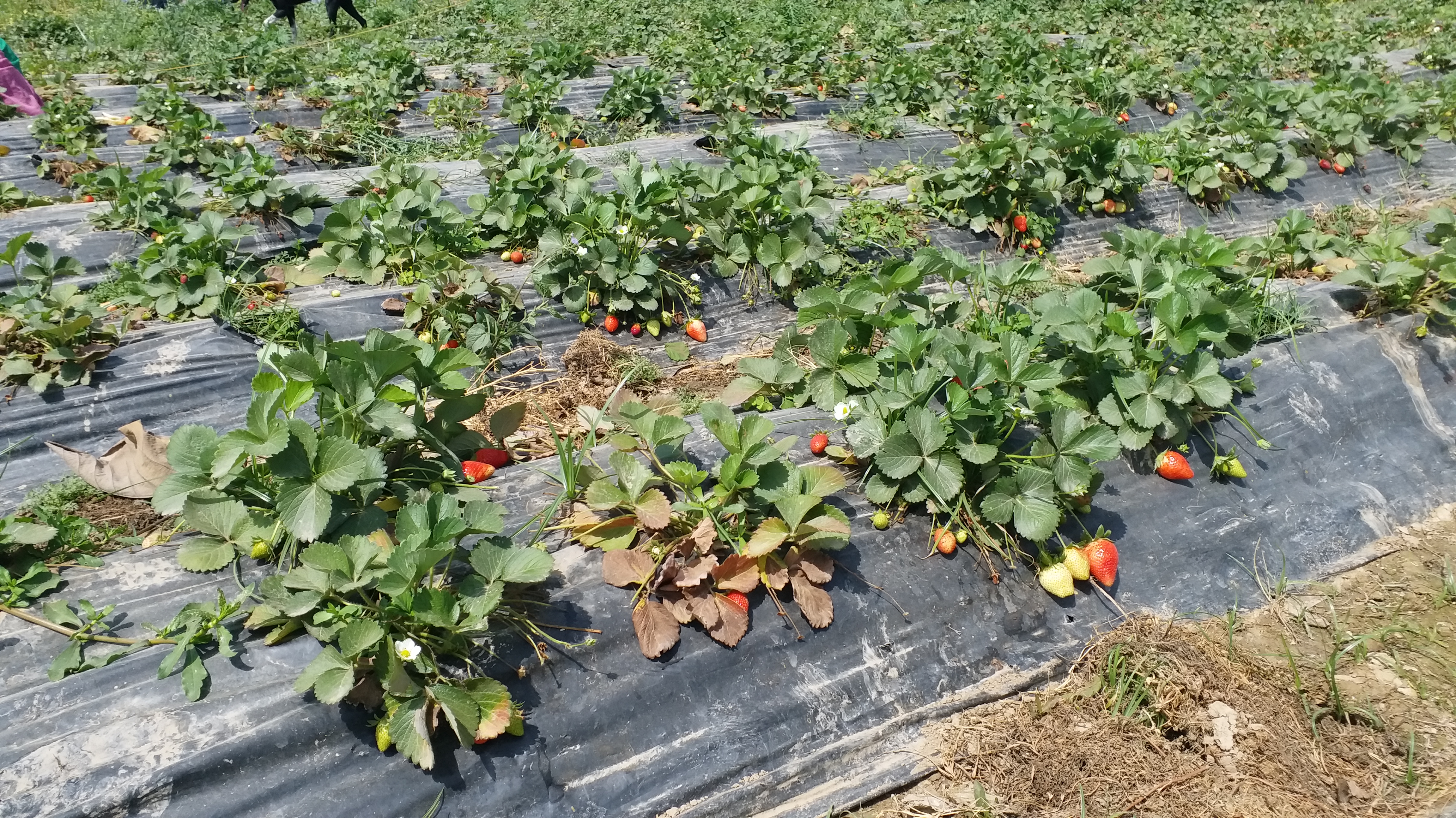 rajesh-started-strawberry-cultivation-in-lockdown