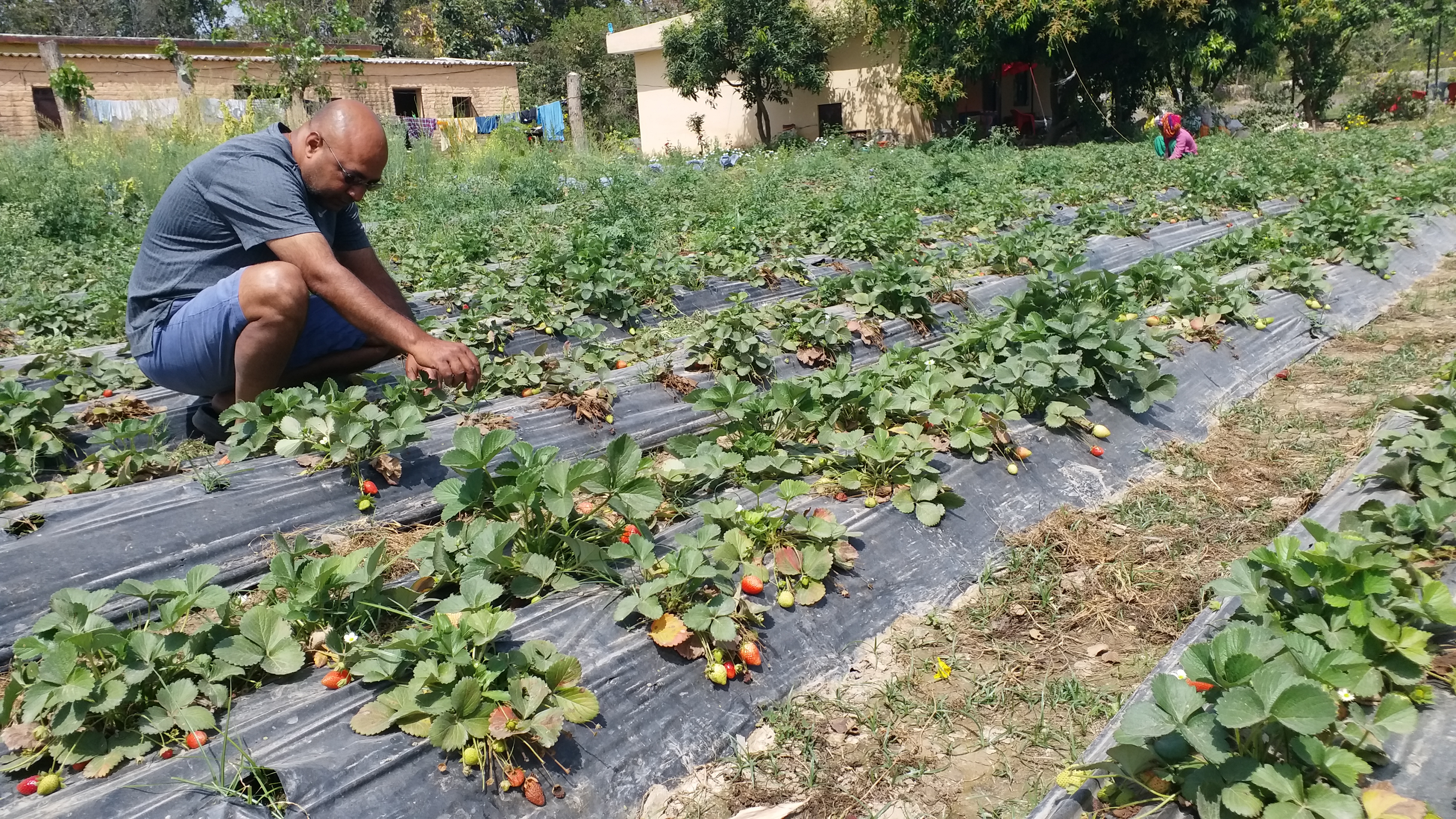 rajesh-started-strawberry-cultivation-in-lockdown