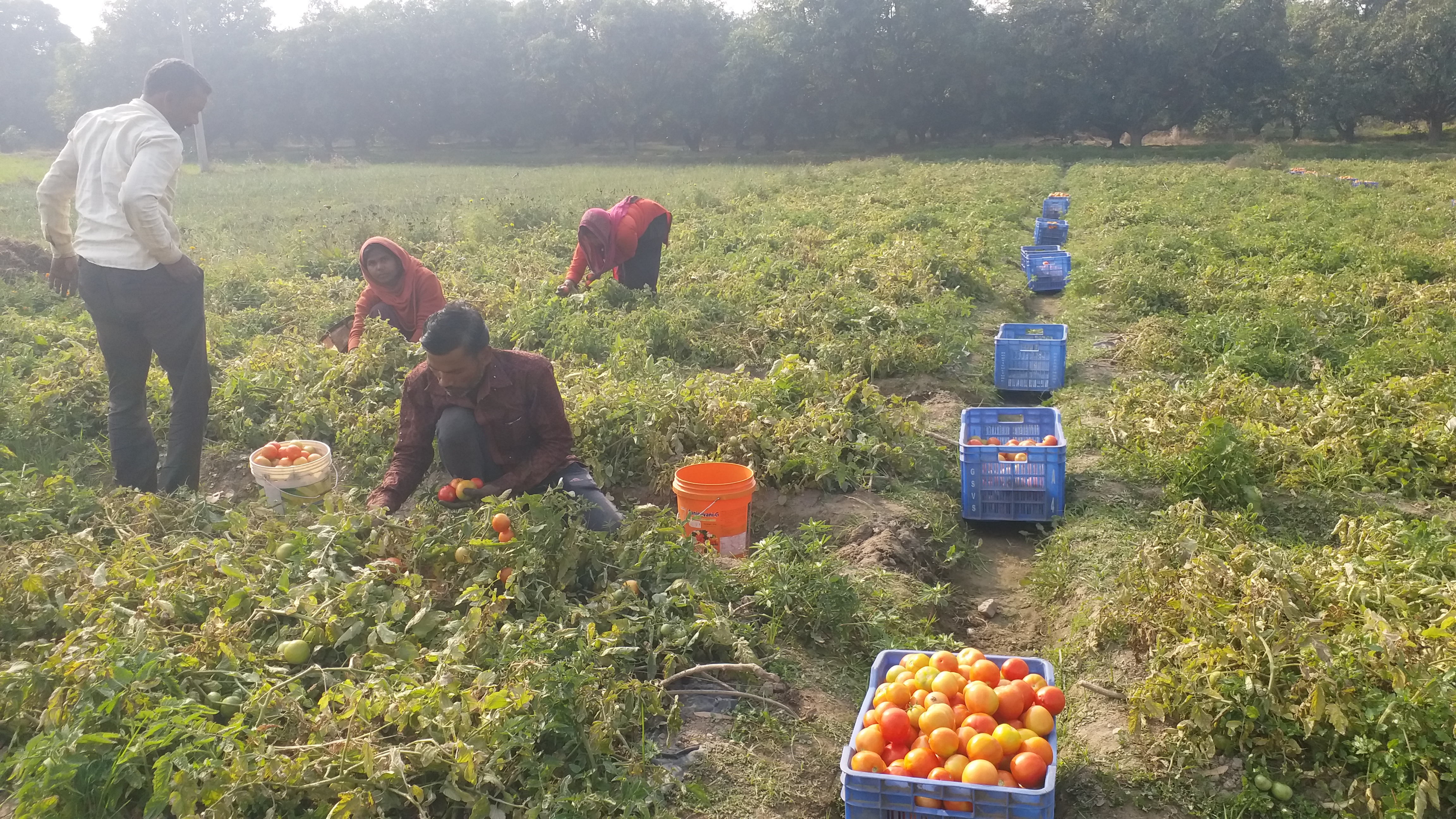 Tomato Production