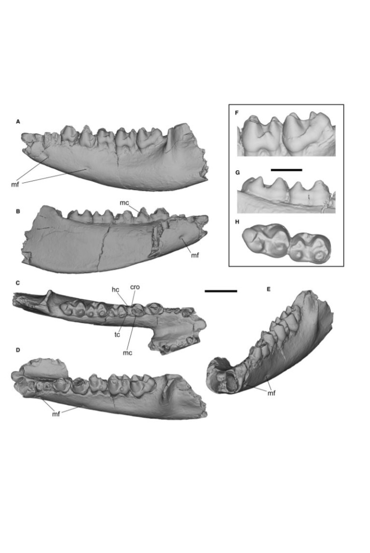 Geologists of Garhwal University discovered 500 year old fossils