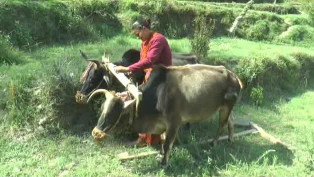 Kaushalya Devi