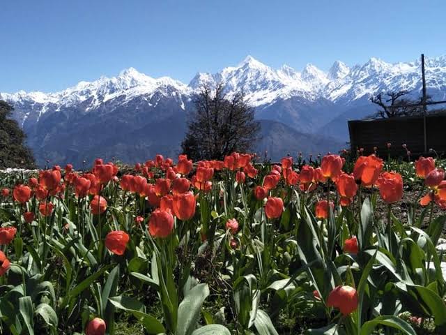 cm-trivendra-singh-rawat-shares-first-photos-of-tulip-garden-of-uttarakhand