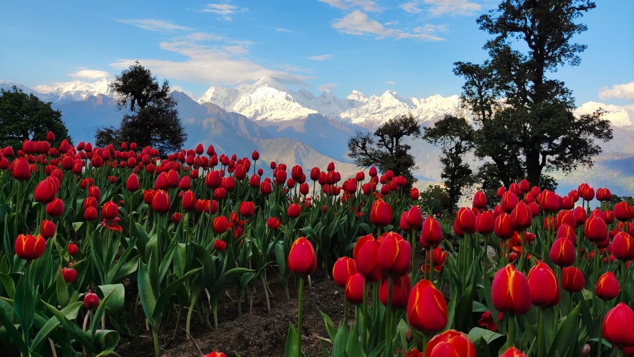 Tulip Garden of Pithoragarh