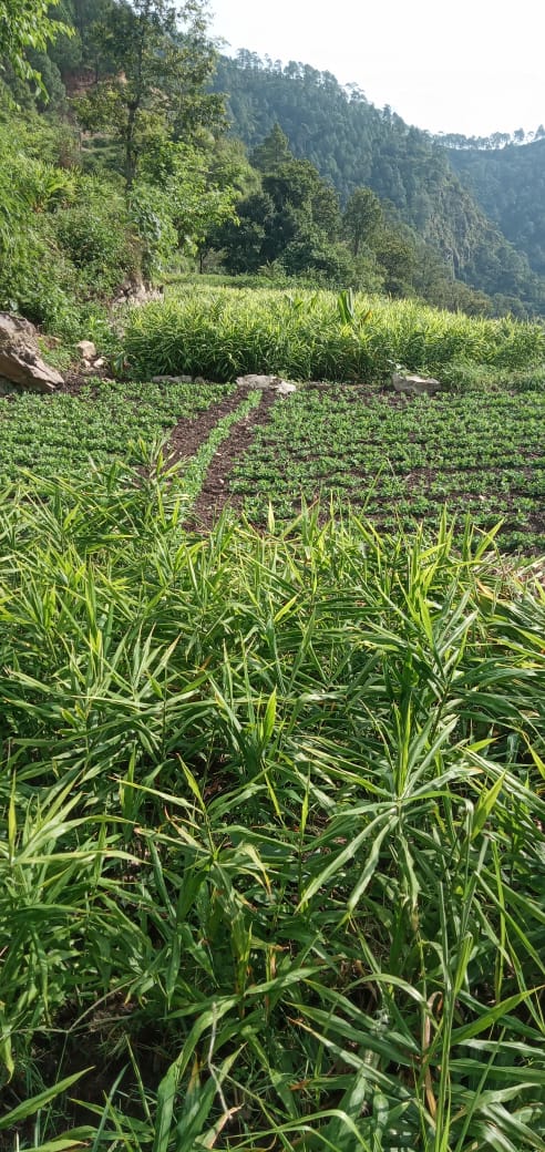 Udkhanda village of Tehri