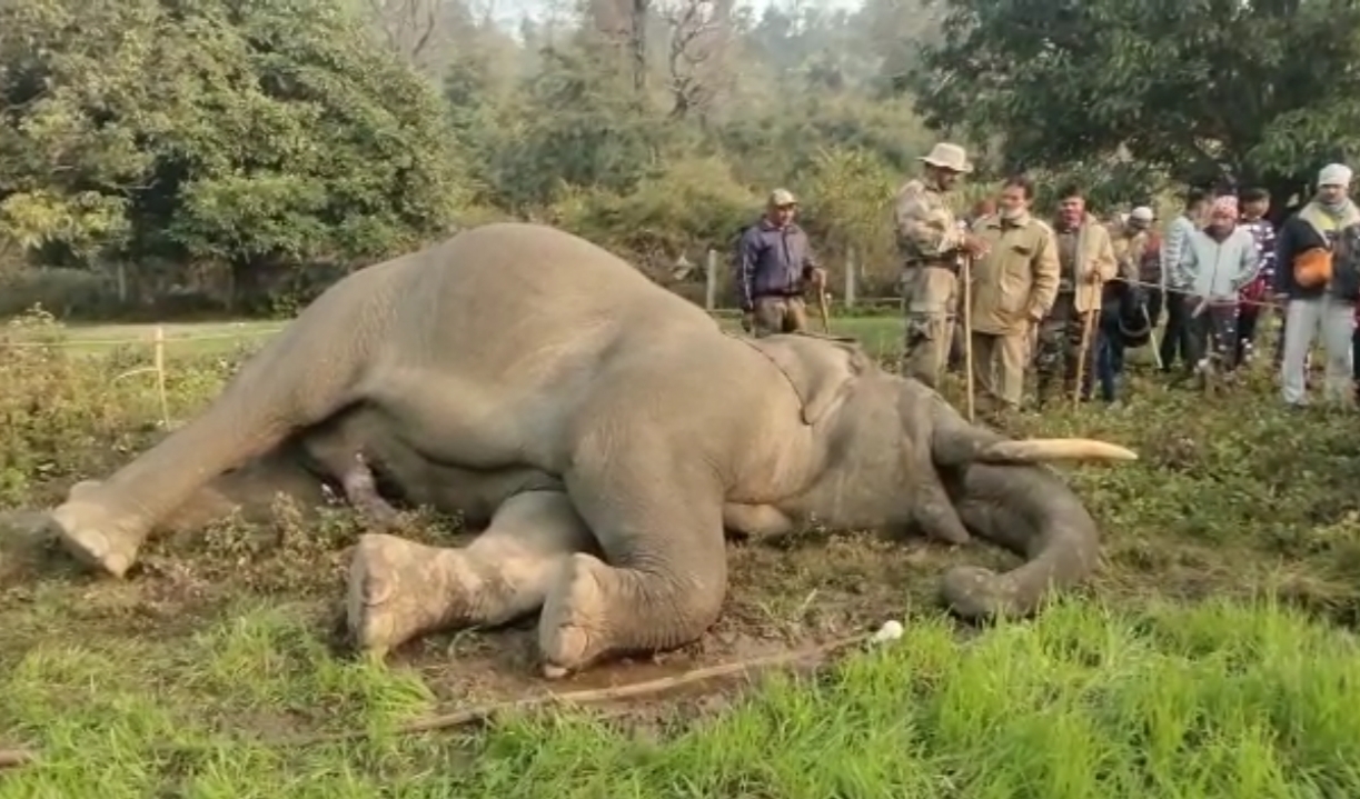 elephant dies from electric current in ramnagar uttarakhand