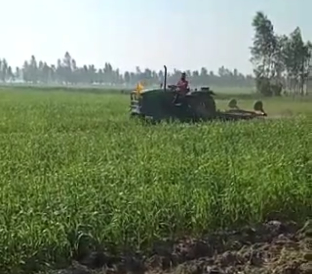 Farmer drive tractor on standing crop in Kashipur  in support of farmer movement