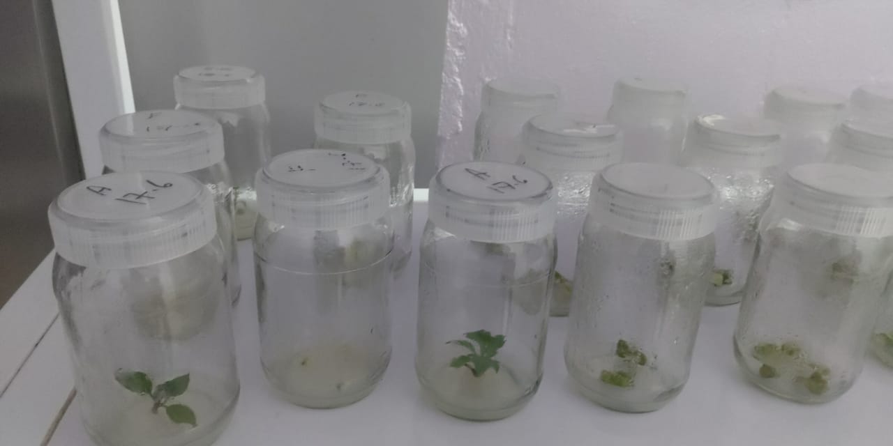 Plant tissue culture lab