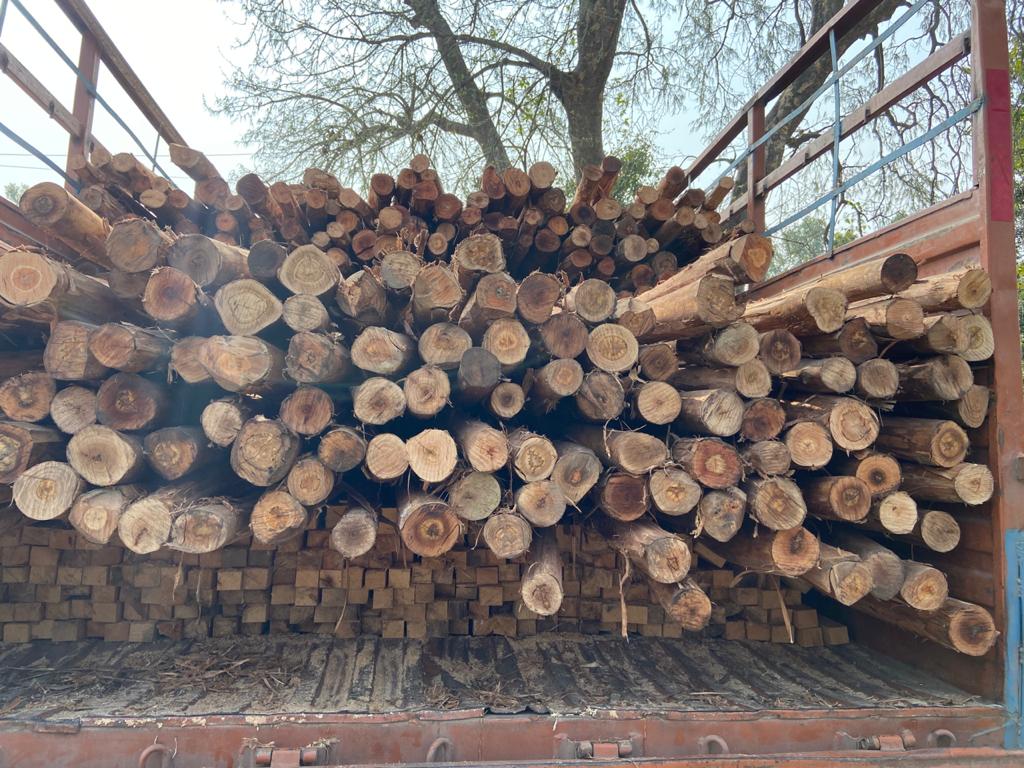 illegal truck loaded with wood in Dauli range