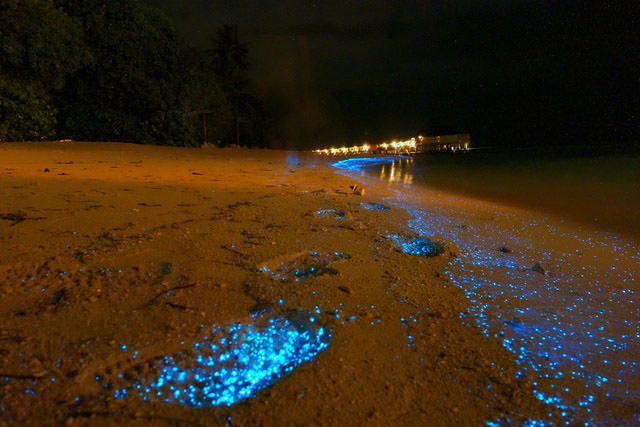 Unknown Facts, Magical Sea Of Stars In Maldives, Vaadhoo Beach, ଚିମମିକ ତାରାରେ ଭରା ସମୁଦ୍ର, ଭାଧୁ ଦ୍ବୀପ, ମାଳଦ୍ବୀପର ସମୁଦ୍ର, ଅଜଣା କଥା, ତାରା ସମୁଦ୍ରର ରହସ୍ୟ