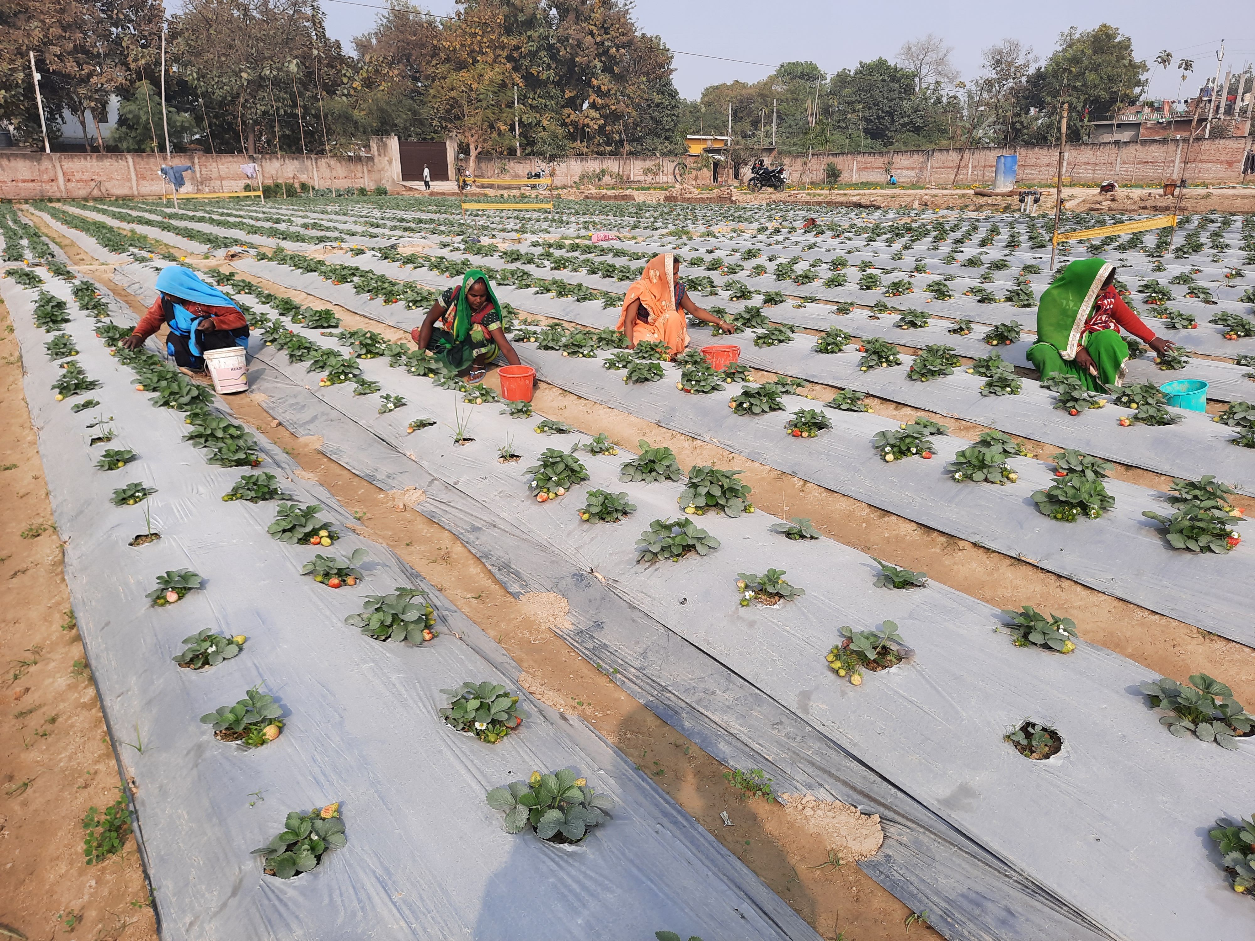 strawberry cultivation