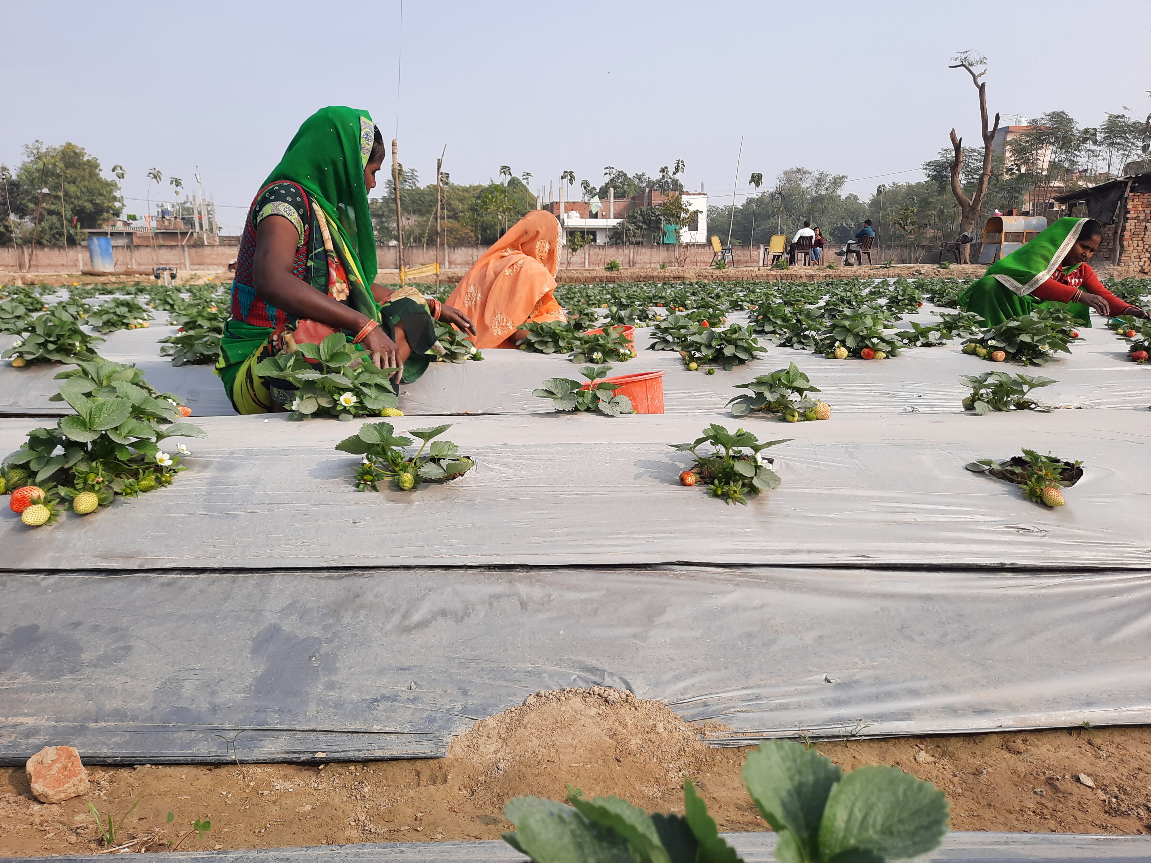 strawberry cultivation