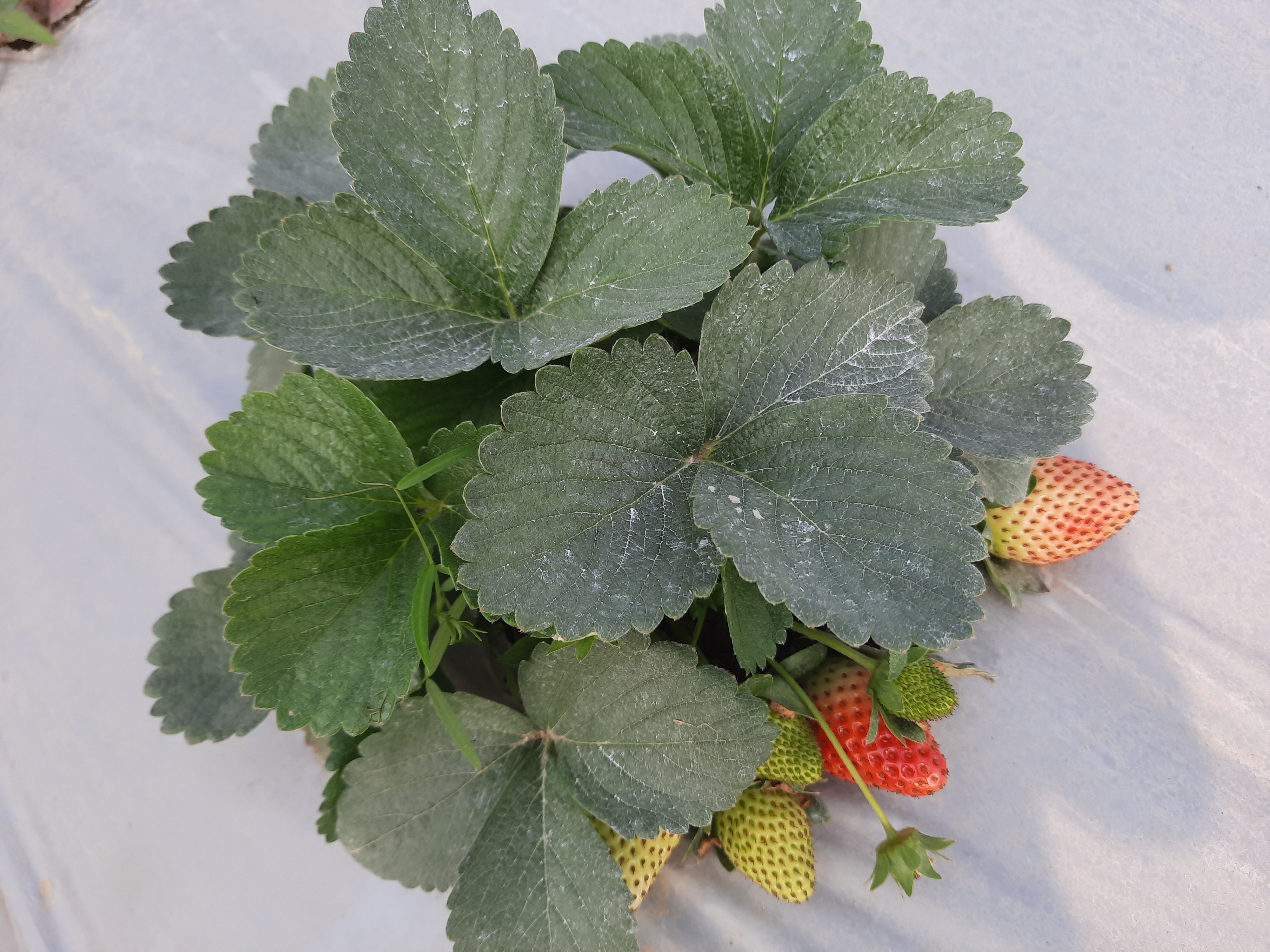 strawberry plant