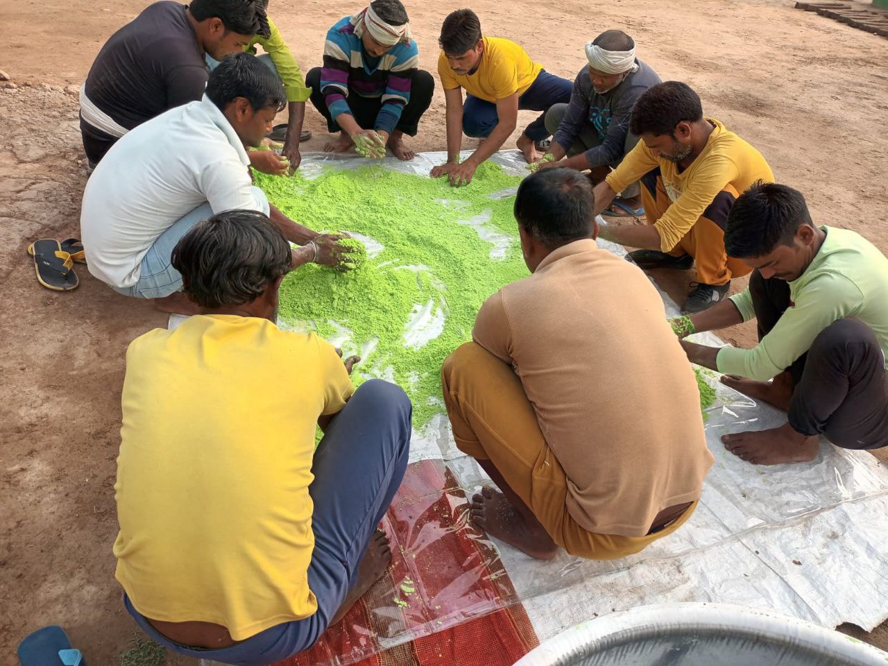 पालक से हर्बल गुलाल बनाते कैदी