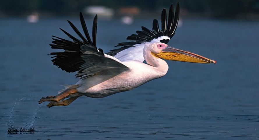 Asian Waterbird Census 2022