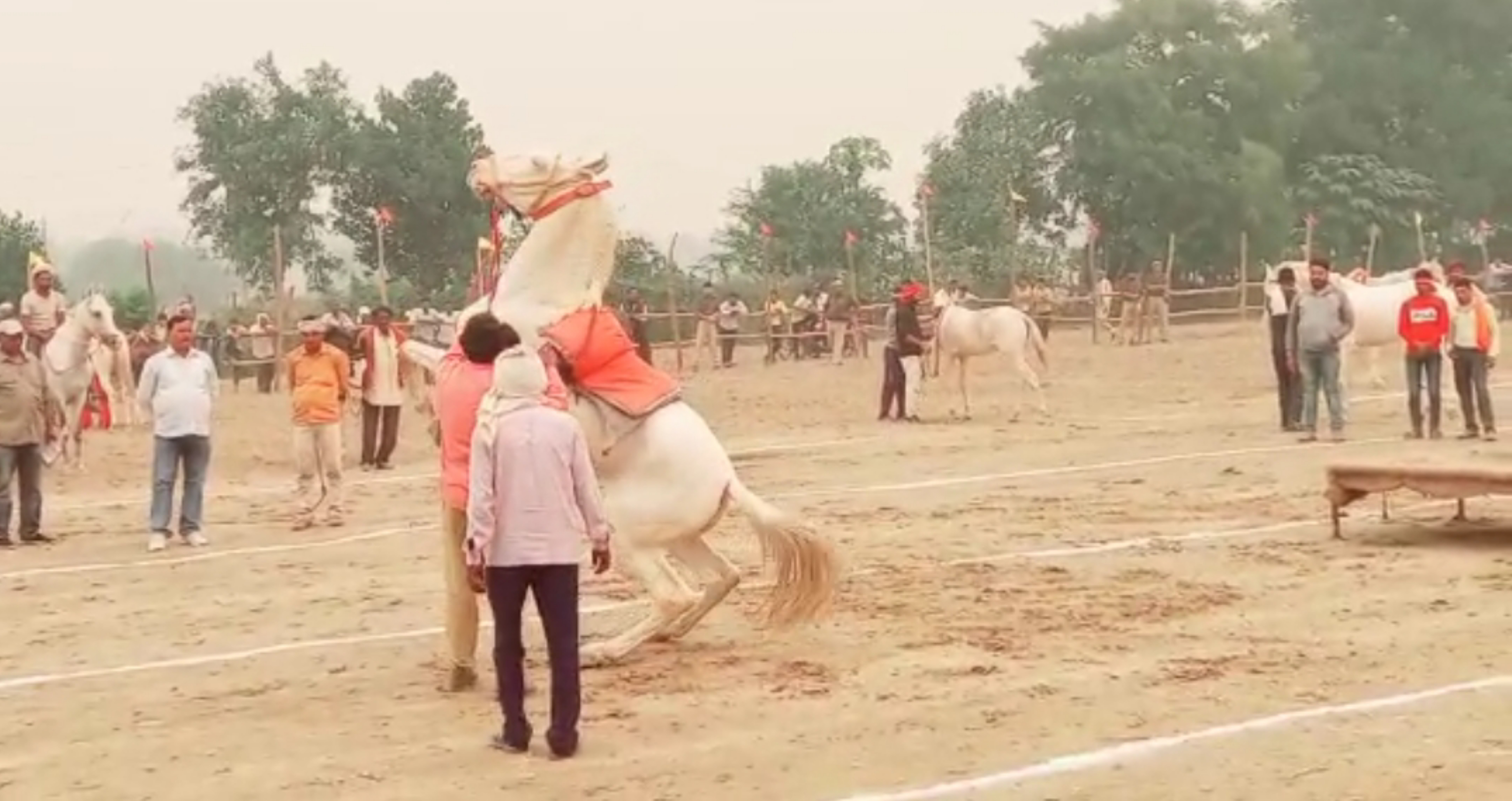 बटेश्वर पशु मेले में घुड़दौड़ प्रतियोगिता का आयोजन,