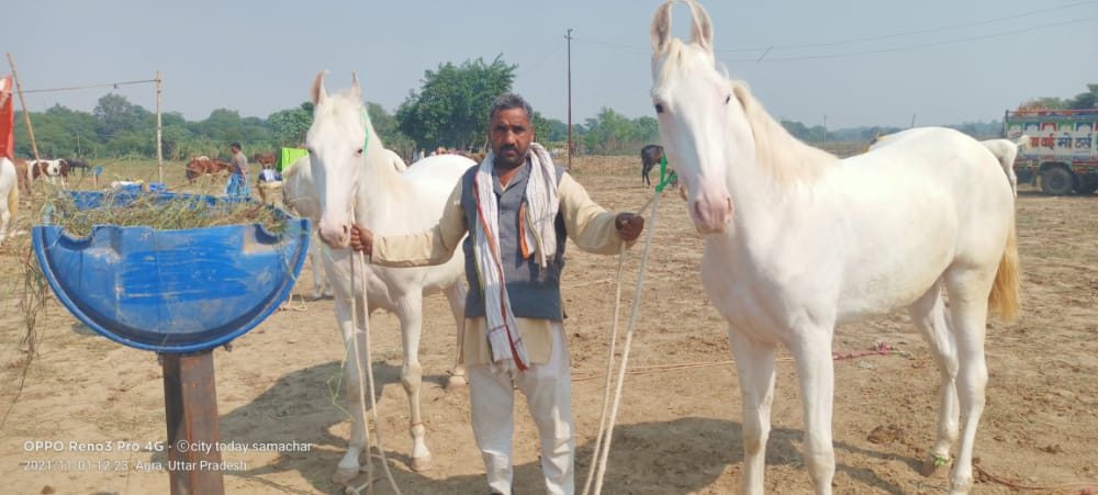 बटुकेश्वर पशु मेले में बिकने पहुंची घोड़ी रामकली और सोनकली.