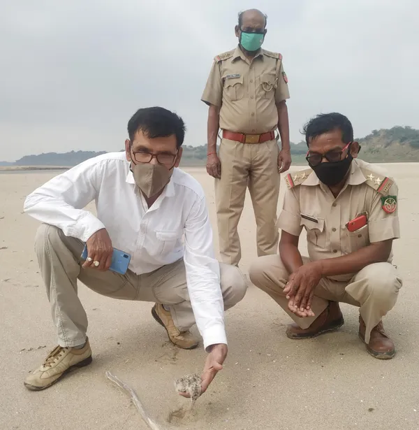 indian skimmers number increasing in chambal