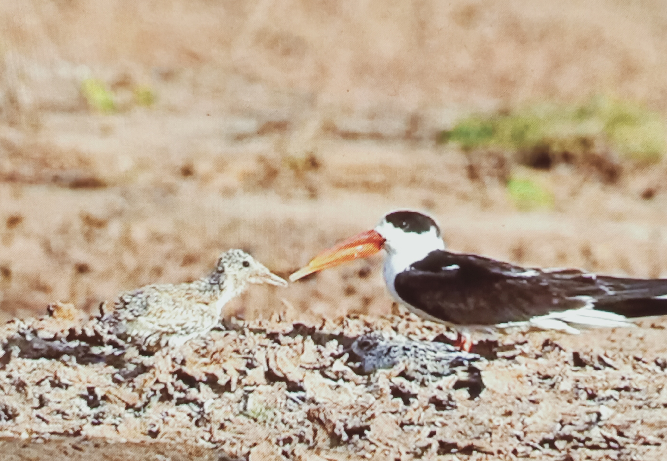 indian skimmers number increasing in chambal