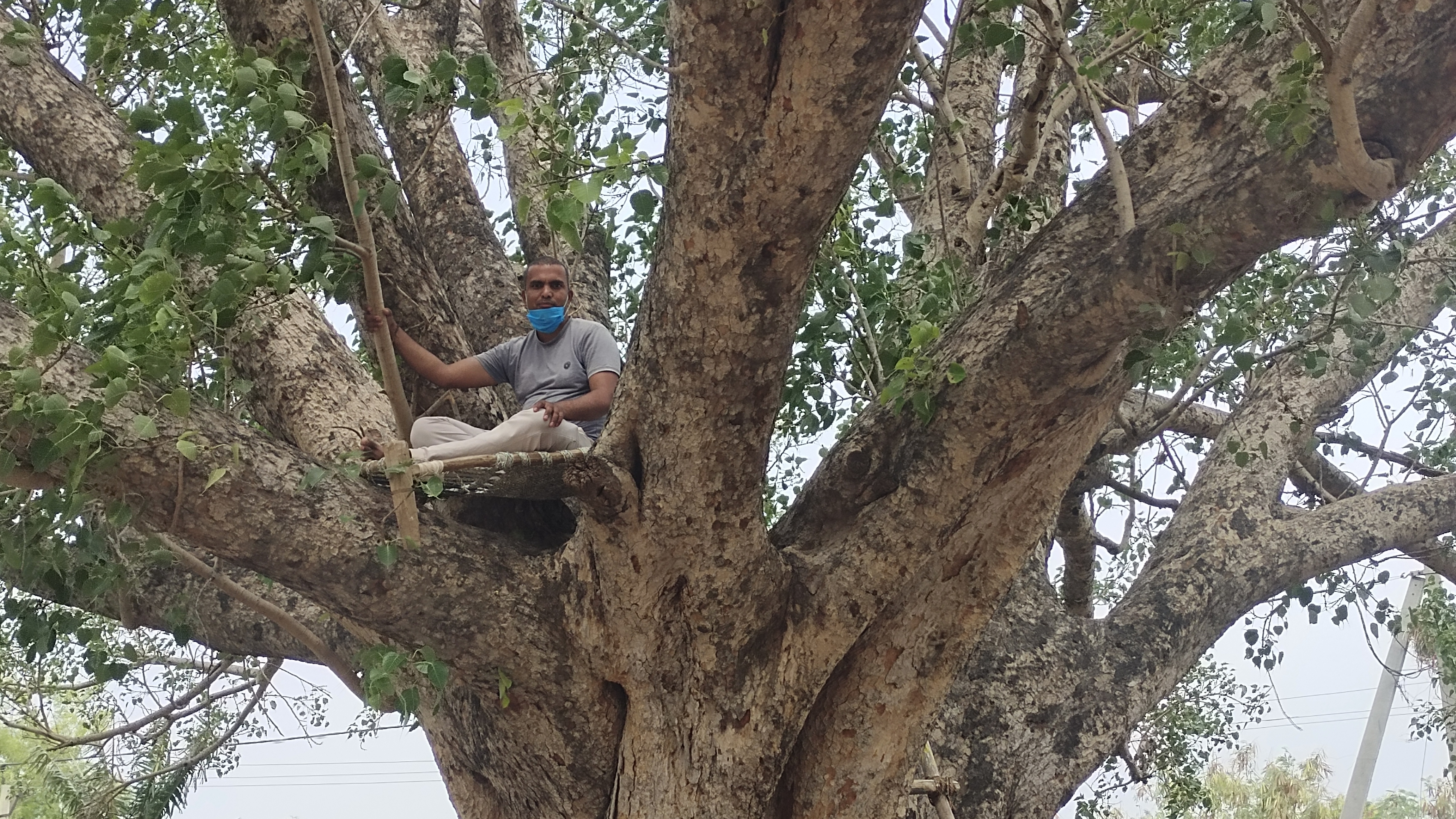 peepal-tree