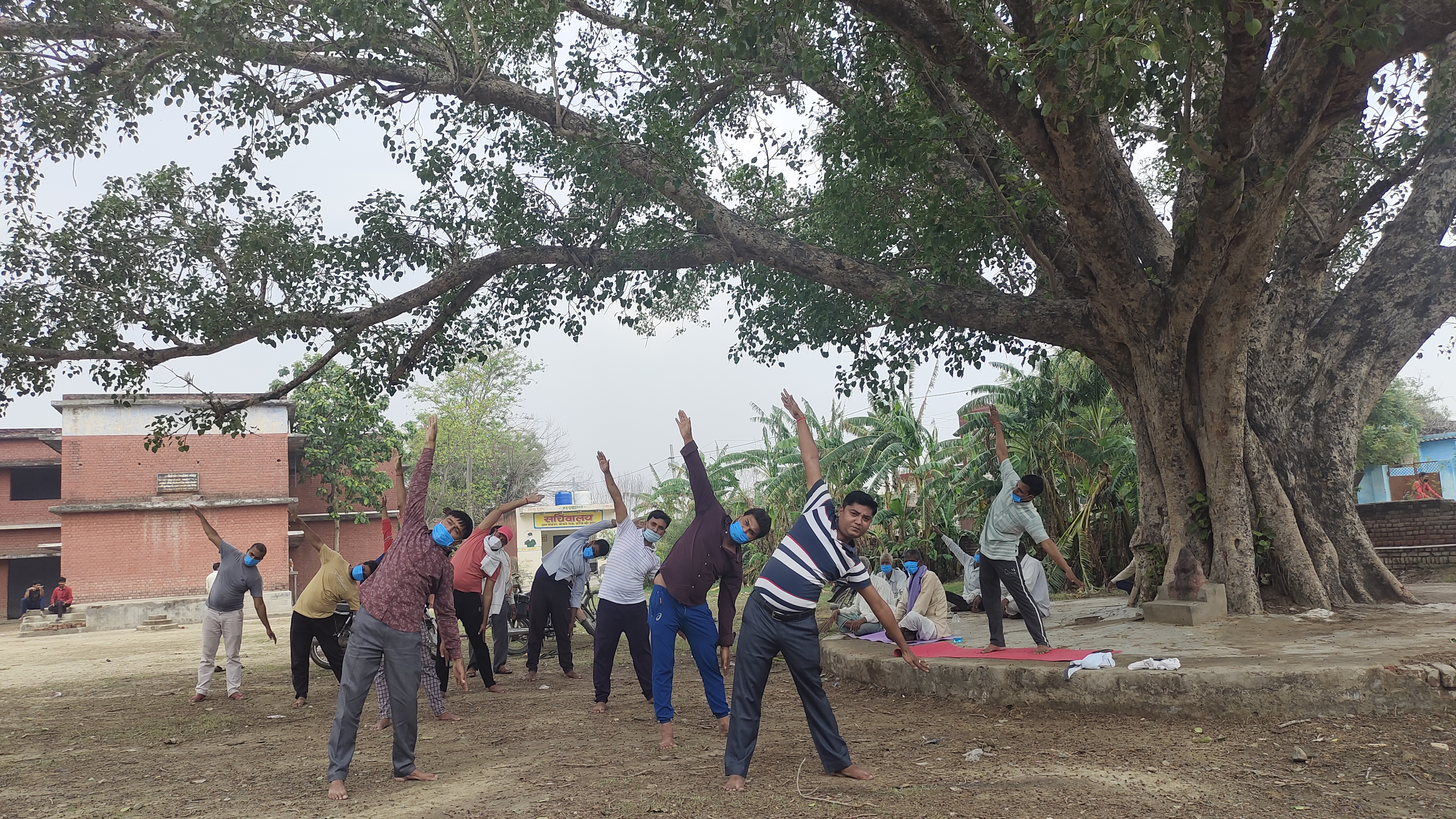 peepal-tree