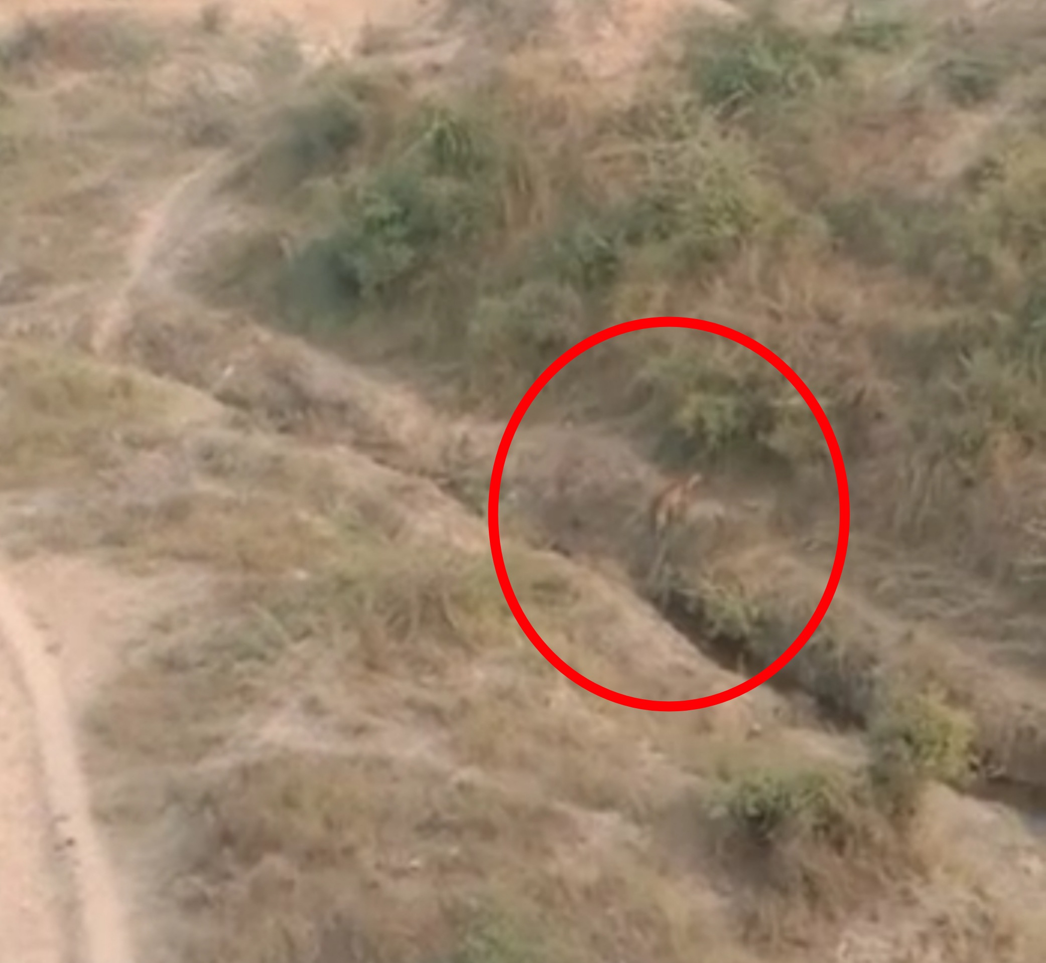 चंबल के बीहड़ में तेंदुए ने किया किसान पर हमला