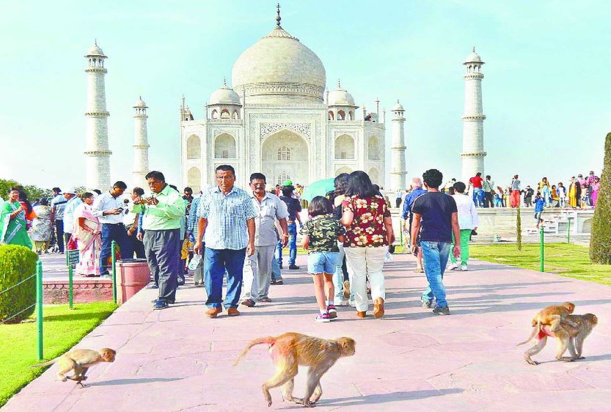 Monkey cages installed at Taj Mahal
