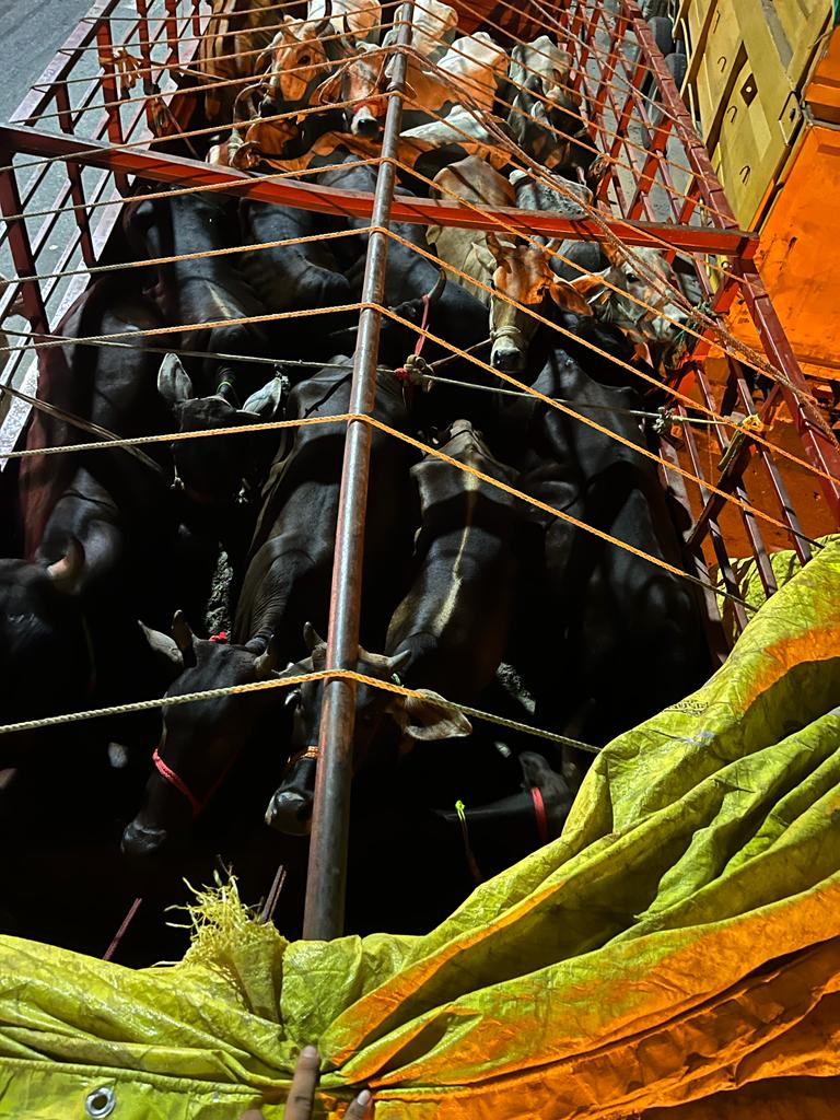 गौवंश से ठसाठस भरी कैंटर