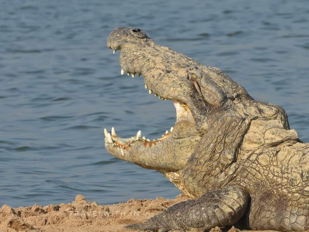 https://etvbharatimages.akamaized.net/etvbharat/prod-images/up-agr-03-chambal-in-camel-safari-special-report-pkg-7203925_06012023145629_0601f_1672997189_391.jpg