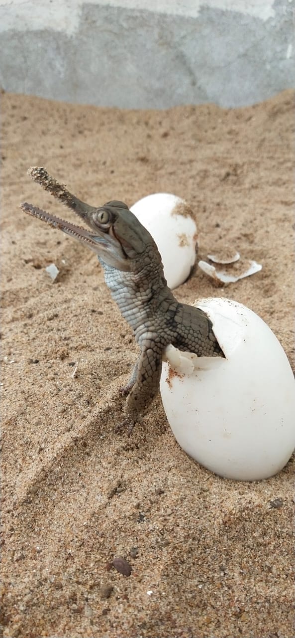 1225 newborn alligator reached in chambal river, 1225 newborn alligator reached in chambal river