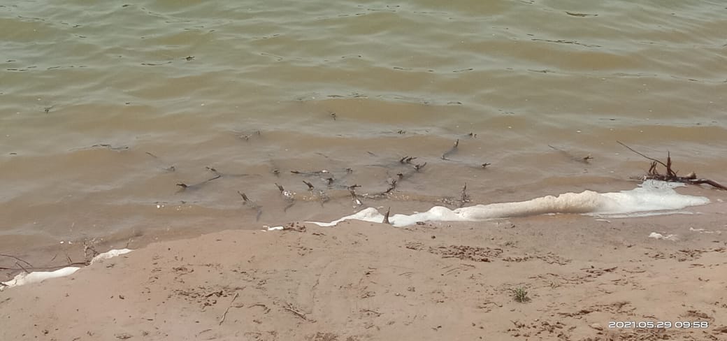 1225 newborn alligator reached in chambal river, 1225 newborn alligator reached in chambal river