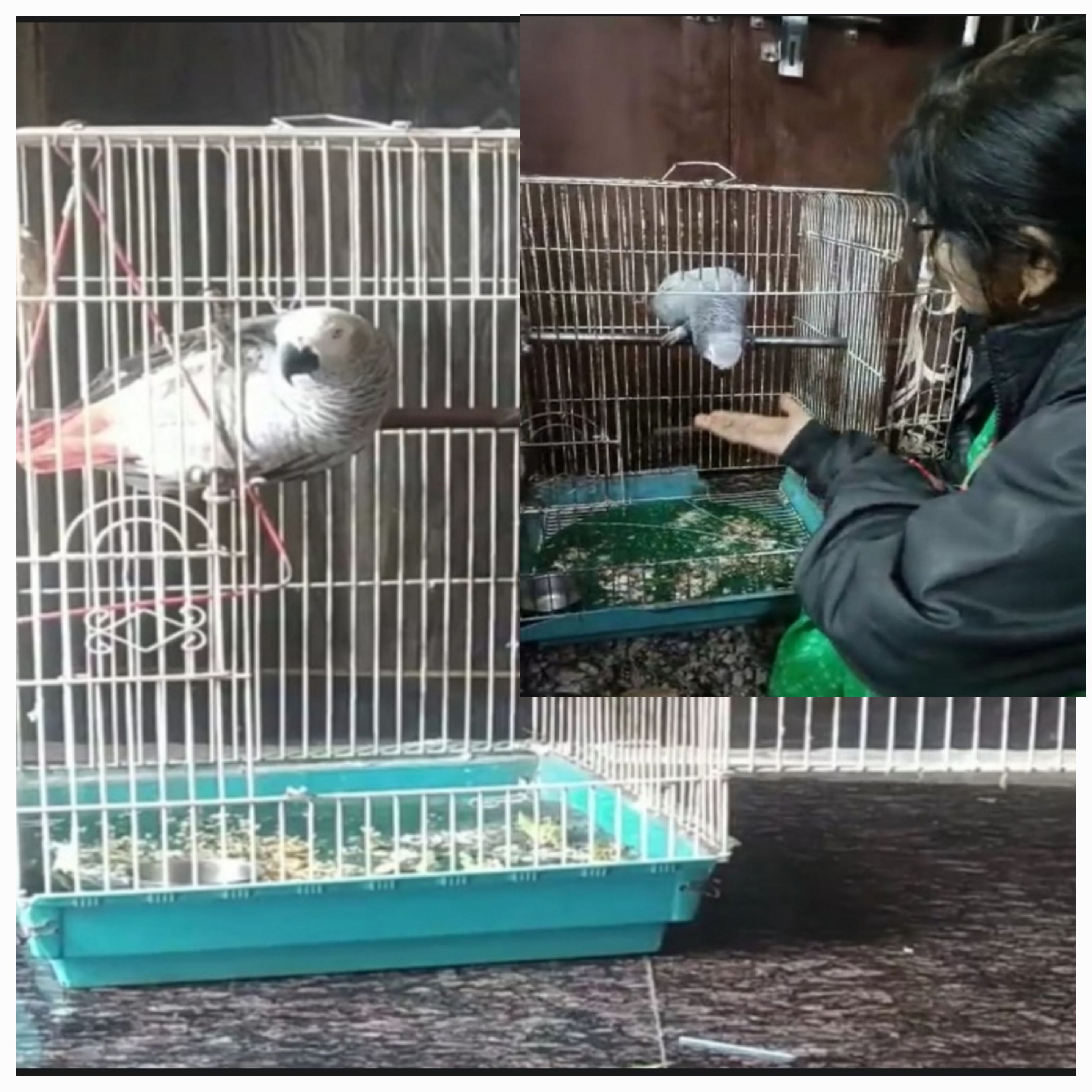 ownership of exotic parrots