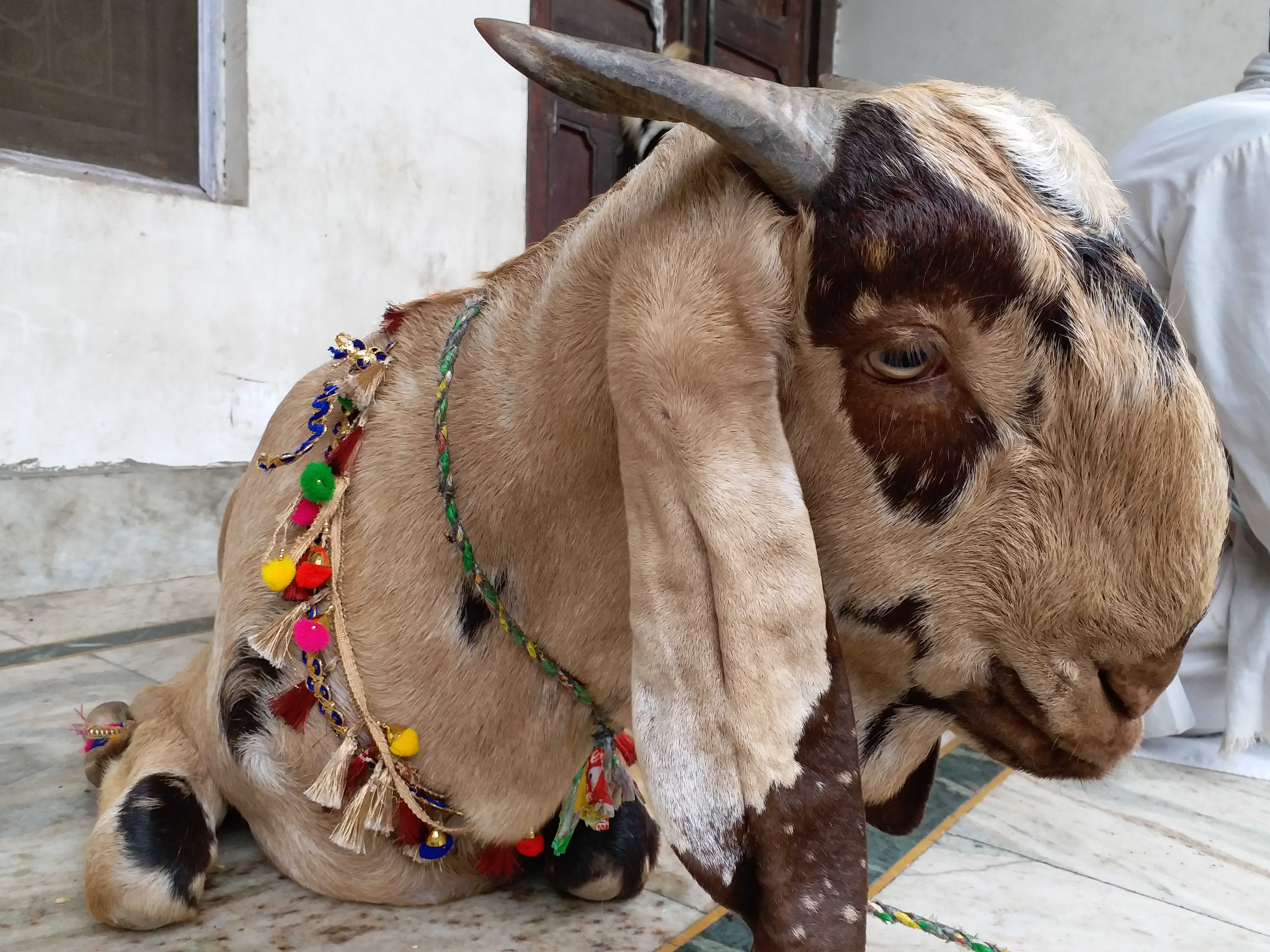 The Mufti aligarh said that they should perform Chasht in their houses