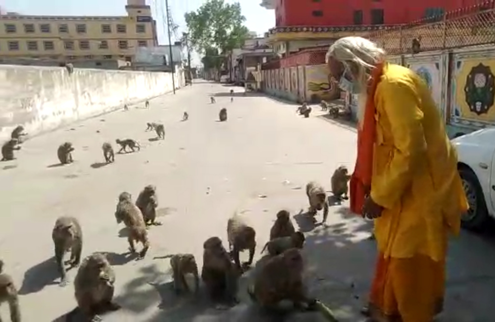 hungry monkeys attacking people