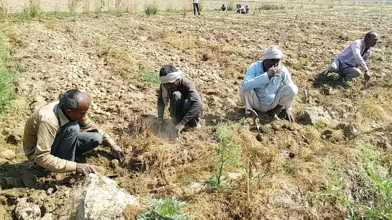 आलू की खुदाई करते किसान.