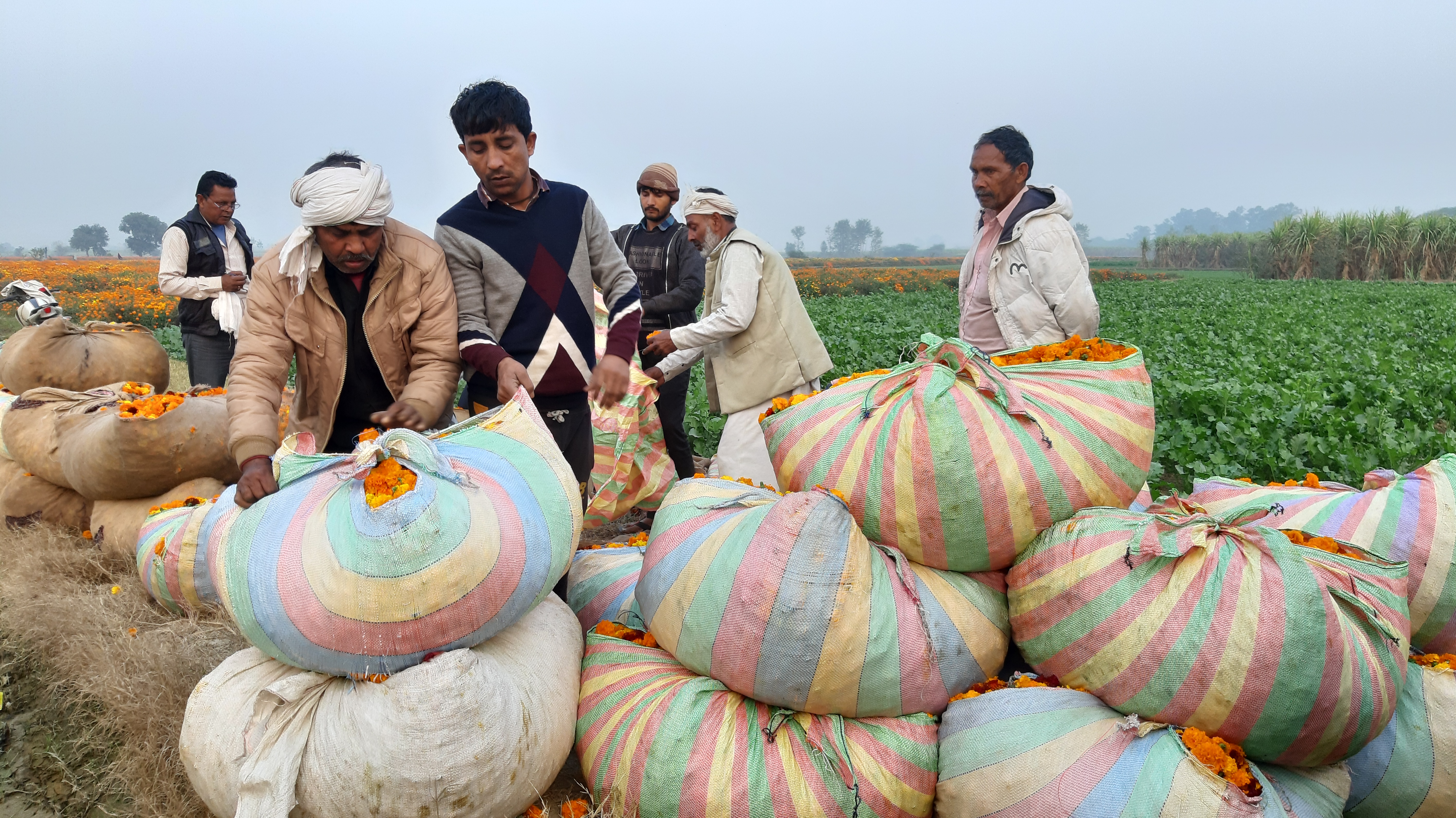 बागपत में फूल एकत्रित करते किसान.