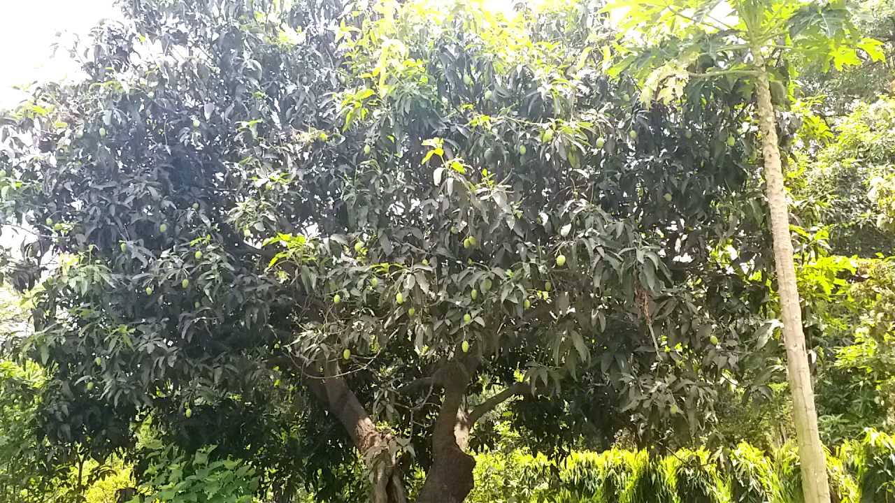 Farmers worried about mango trees