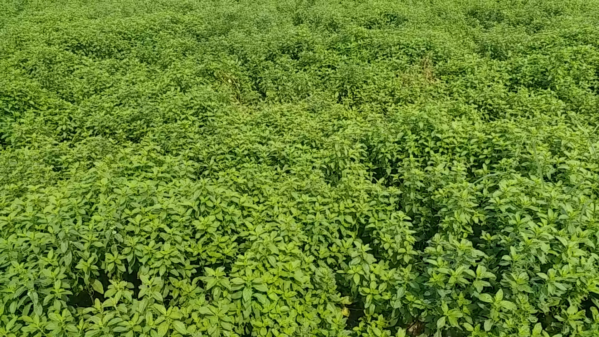 Peppermint Cultivation  Peppermint Cultivation in barabanki  Mentha cultivation  Mentha cultivation in barabanki  green gold farming  mentha oil production  Peppermint farming in barabanki  barabanki news in hindi  पिपरमिंट की खेती  मेंथा की खेती  हरा सोना  हरा सोना की खेती  बारांबकी में मेंथा की खेती  peppermint crops destroyed  mentha crops destroyed  policy for compensation  मेंथा यानि पिपरमिंट