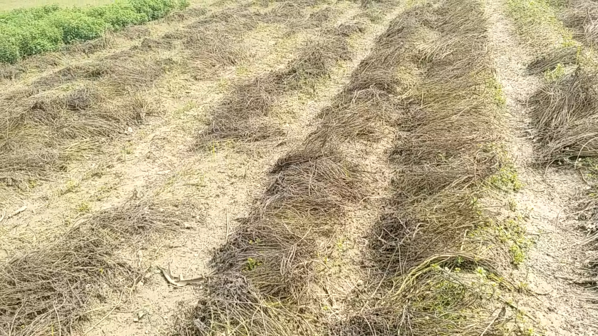 Peppermint Cultivation  Peppermint Cultivation in barabanki  Mentha cultivation  Mentha cultivation in barabanki  green gold farming  mentha oil production  Peppermint farming in barabanki  barabanki news in hindi  पिपरमिंट की खेती  मेंथा की खेती  हरा सोना  हरा सोना की खेती  बारांबकी में मेंथा की खेती  peppermint crops destroyed  mentha crops destroyed  policy for compensation  मेंथा यानि पिपरमिंट