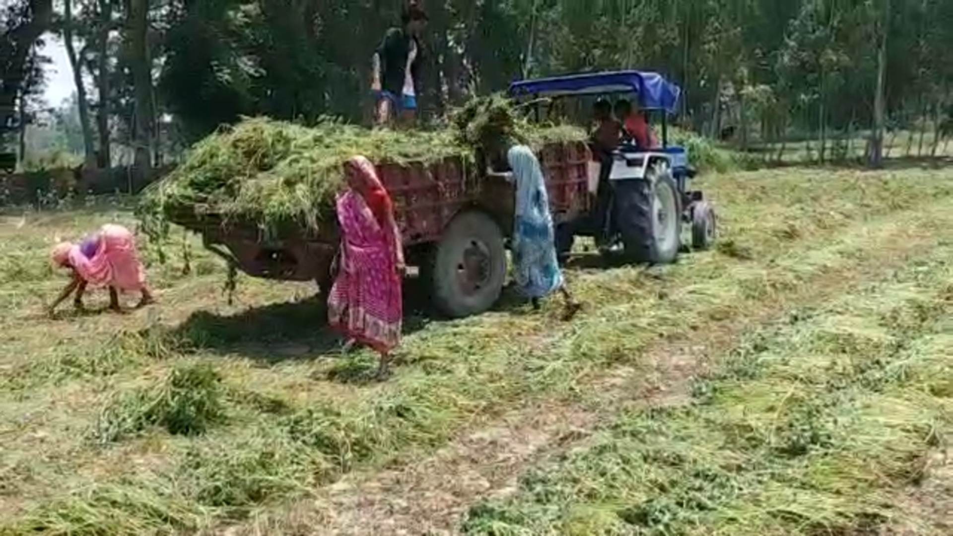 Peppermint Cultivation  Peppermint Cultivation in barabanki  Mentha cultivation  Mentha cultivation in barabanki  green gold farming  mentha oil production  Peppermint farming in barabanki  barabanki news in hindi  पिपरमिंट की खेती  मेंथा की खेती  हरा सोना  हरा सोना की खेती  बारांबकी में मेंथा की खेती  peppermint crops destroyed  mentha crops destroyed  policy for compensation  मेंथा यानि पिपरमिंट