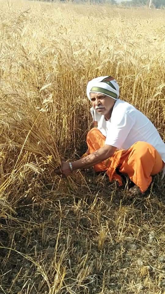 पूर्व विधायक गेहूं की फसल की कर रहे कटाई