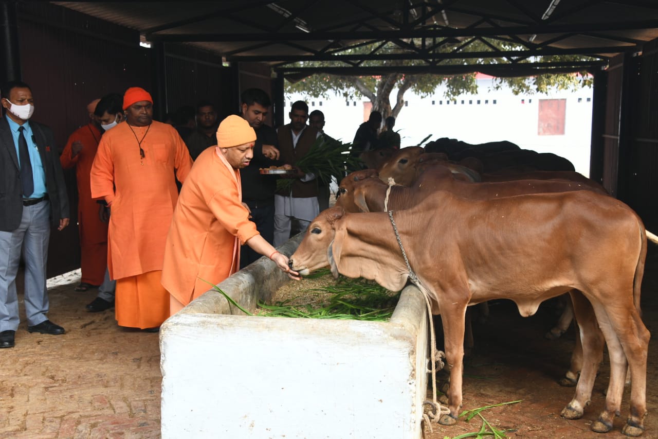 गायों का गुड़ और चारा खिलाते सीएम योगी.