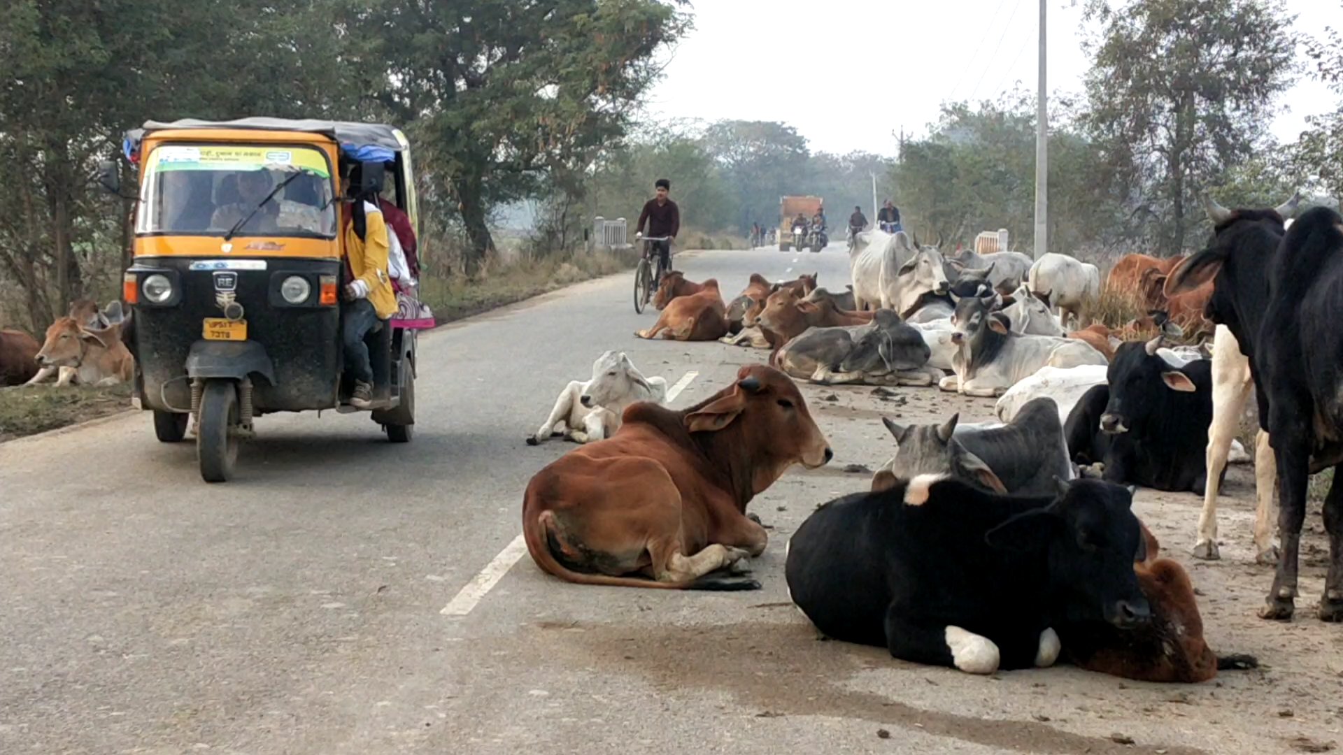 बीच सड़क पर बैठे गोवंश