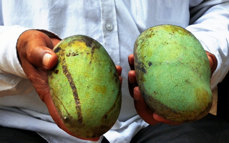 mallika mango breed