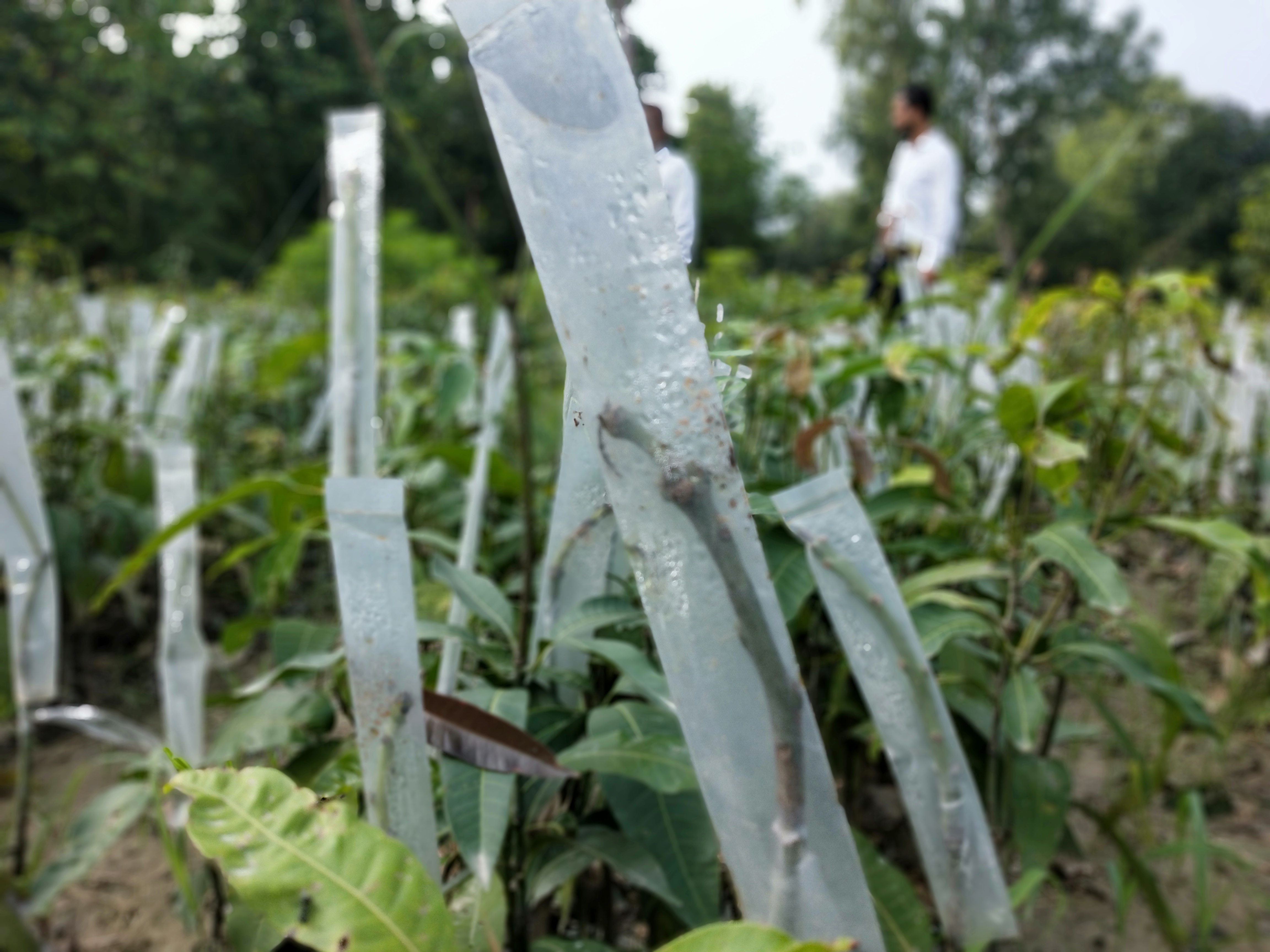 mallika mango breed